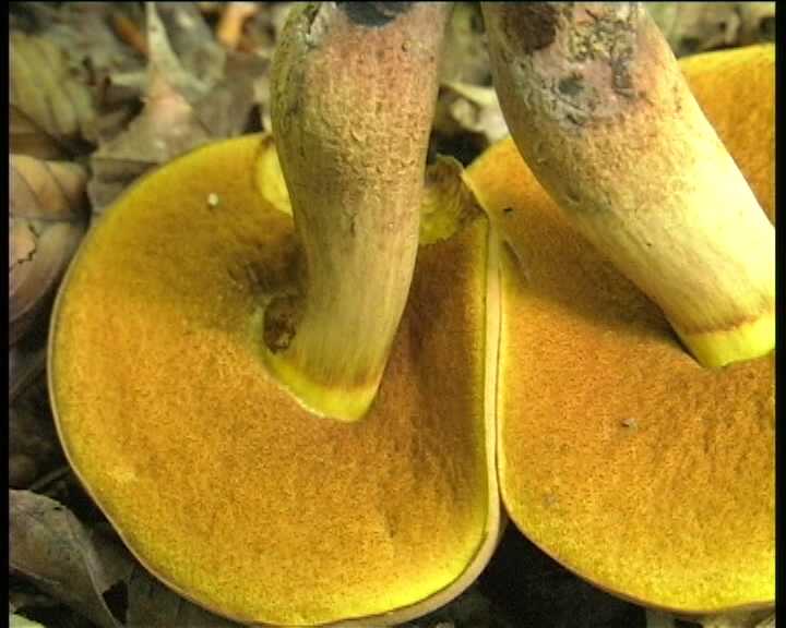 Winkel   ( FRA )   28.08.2004    1 Serie